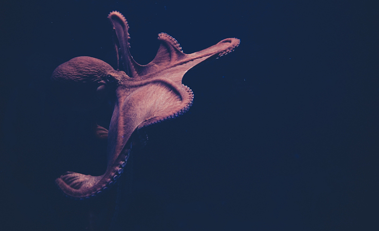 章鱼动物海洋自然摄影