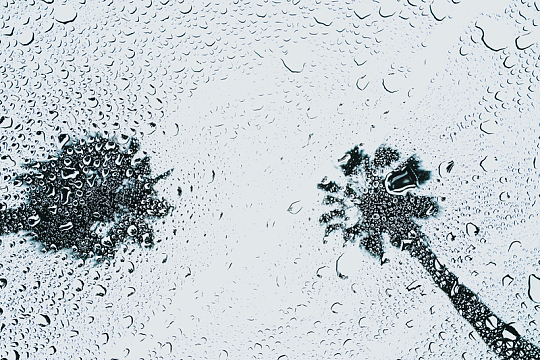 透过雨可以看到两棵棕榈树