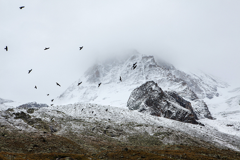 鸟儿在白雪皑皑的山上飞翔