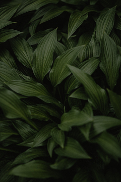 绿叶植物特写摄影
