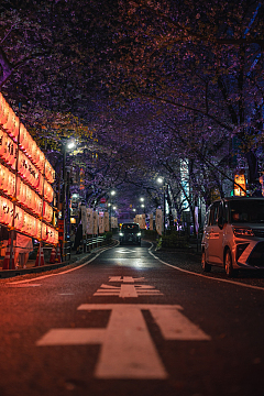 长满了高大树木的街道