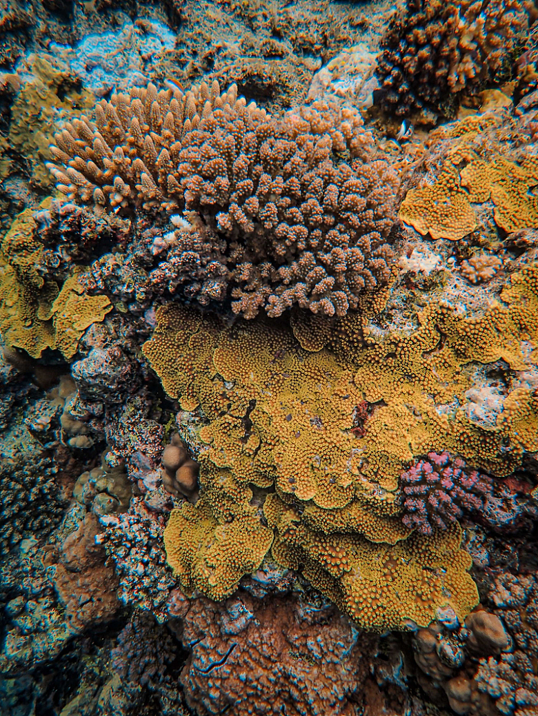珊瑚礁上一群珊瑚的特写