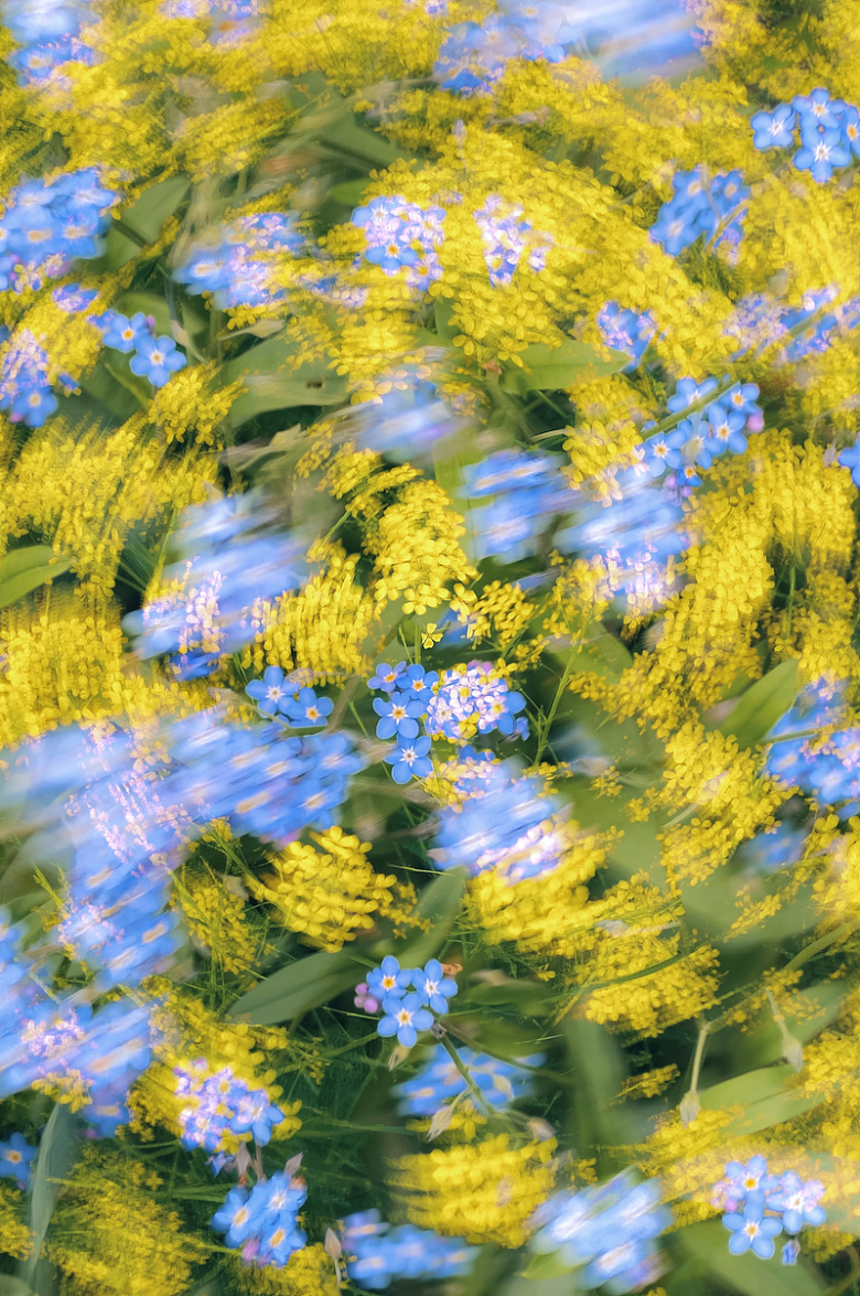 田野里的一束蓝黄色的花