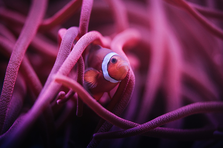 粉红色海葵小丑鱼动物摄影