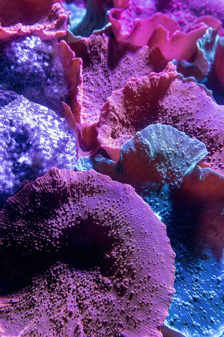 一群不同颜色珊瑚的特写