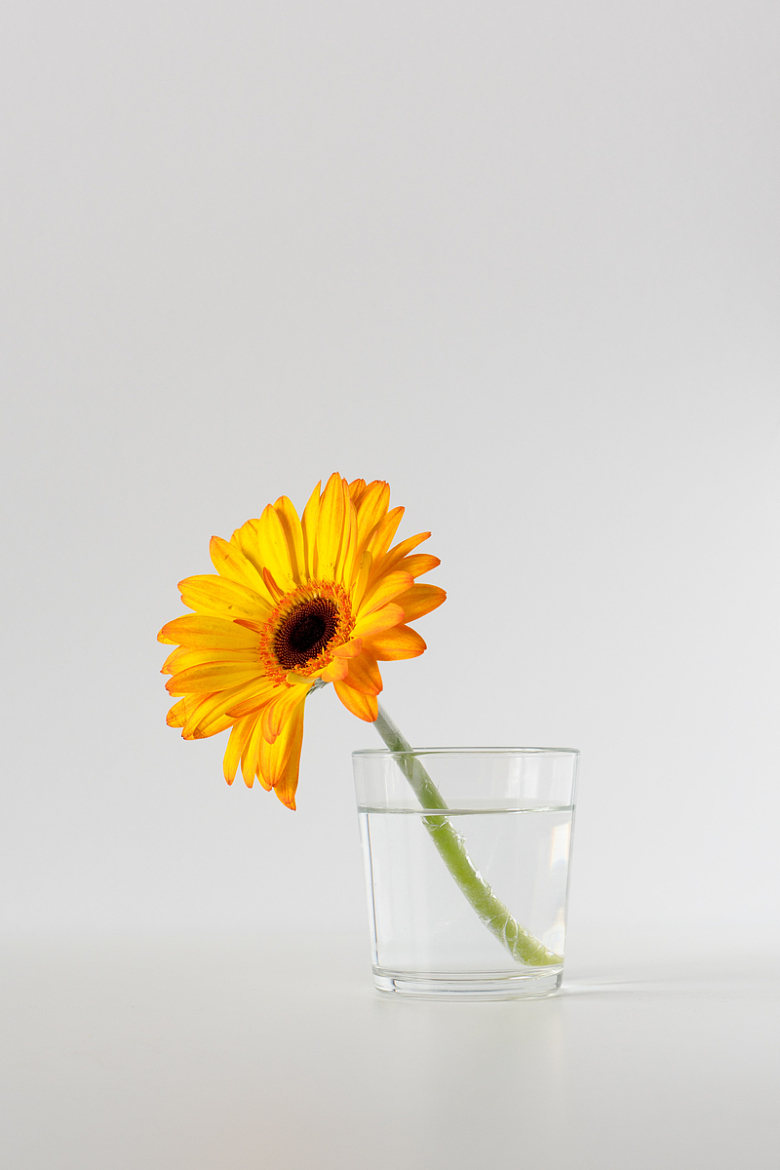 一杯水中的一朵黄色花朵