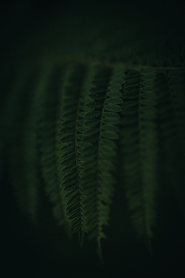 蕨类植物叶子特写