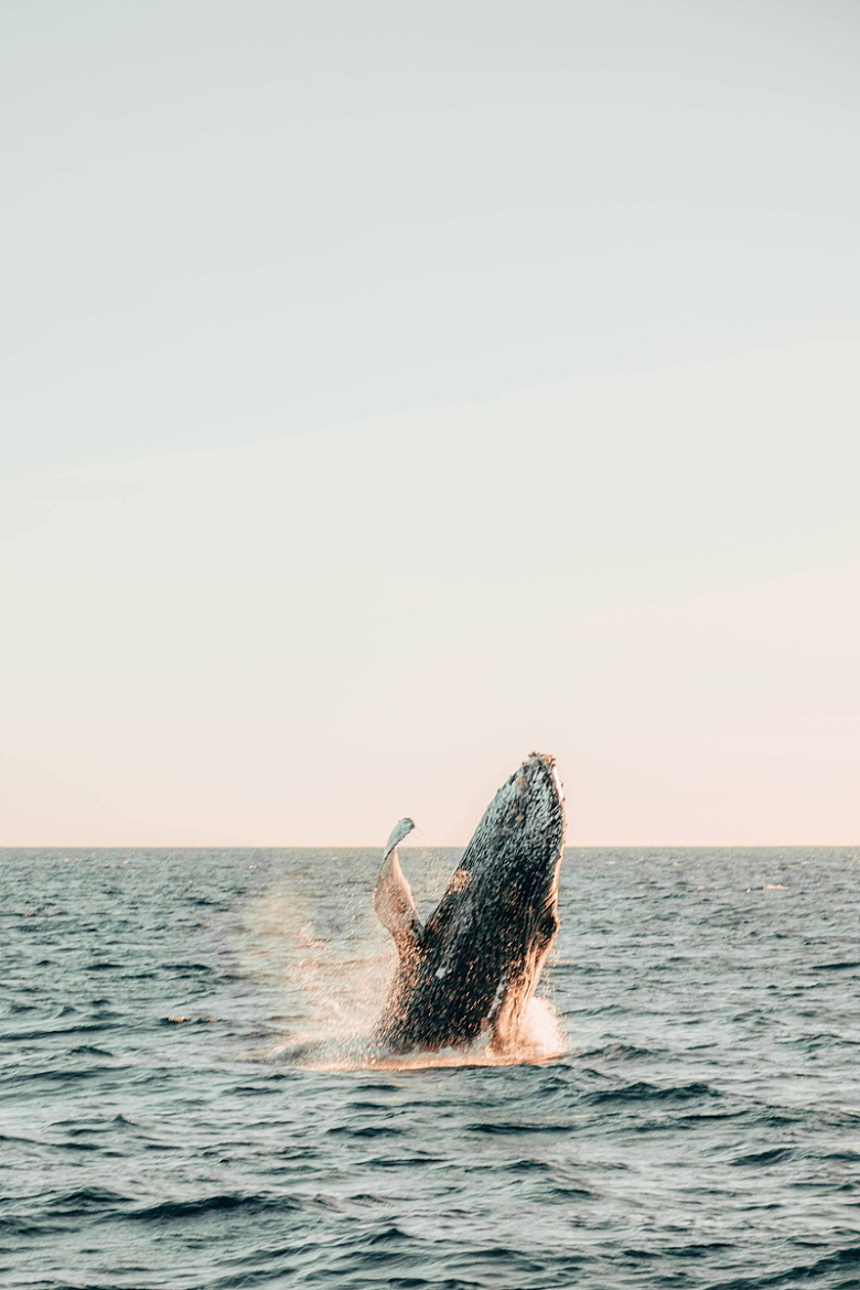 水面海洋水花座头鲸自然
