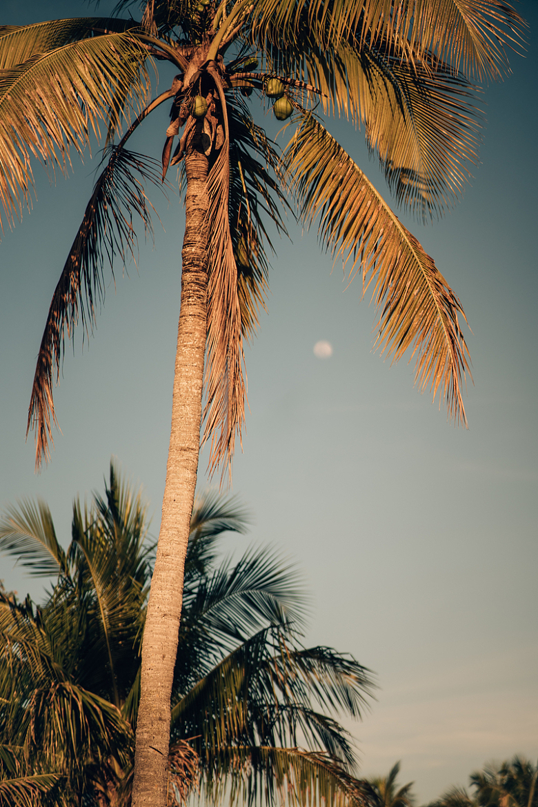 黄昏下的棕榈树