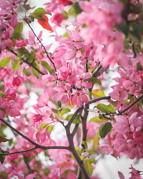 粉红色花朵鲜花绿叶树枝摄影