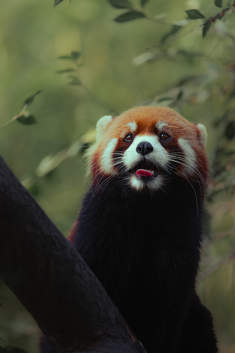 树枝红熊猫动物摄影自然