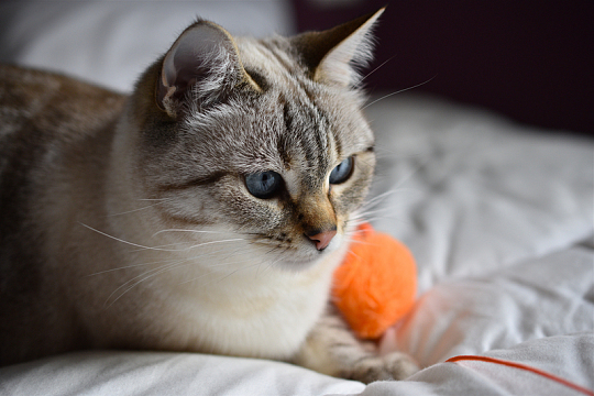趴着的猫