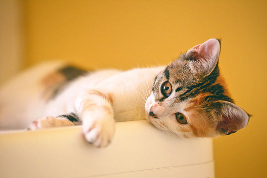 可爱小猫