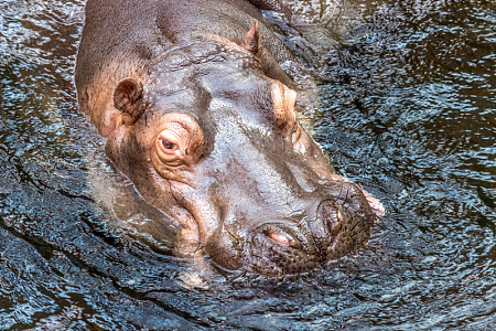 水中河马特写