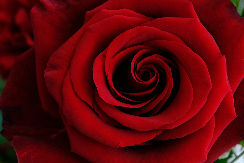 浪漫红色玫瑰
