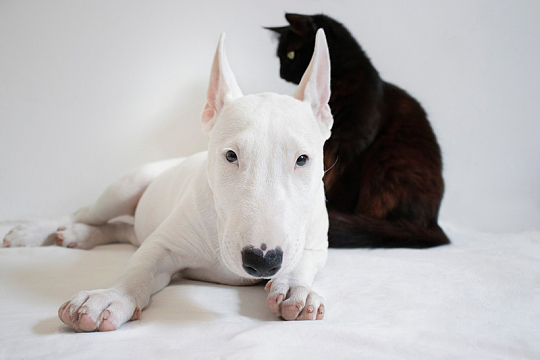 斗牛犬和猫