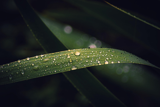 叶子雨滴