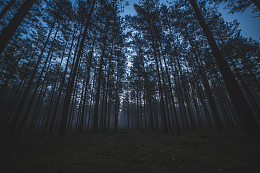 夜晚森林