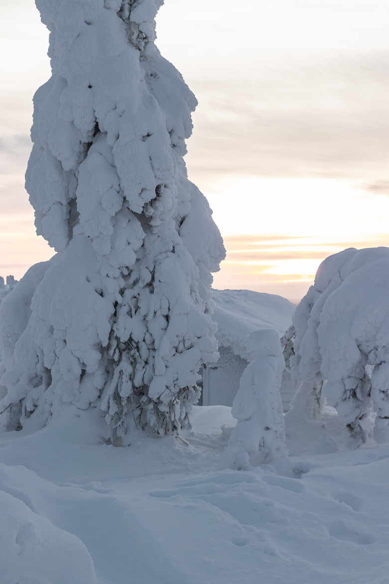 白雪皑皑的地面上的一棵被雪覆盖的树