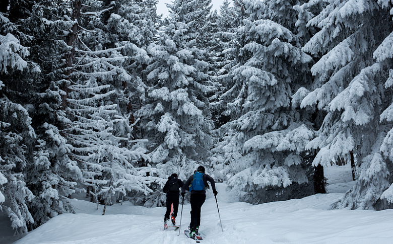 两个人在松树附近的雪地上滑雪