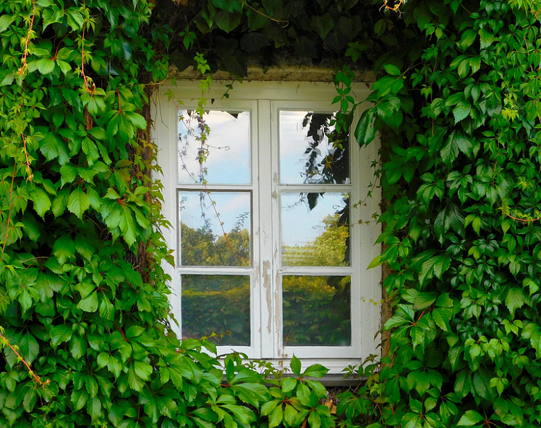 绿色藤蔓与窗户