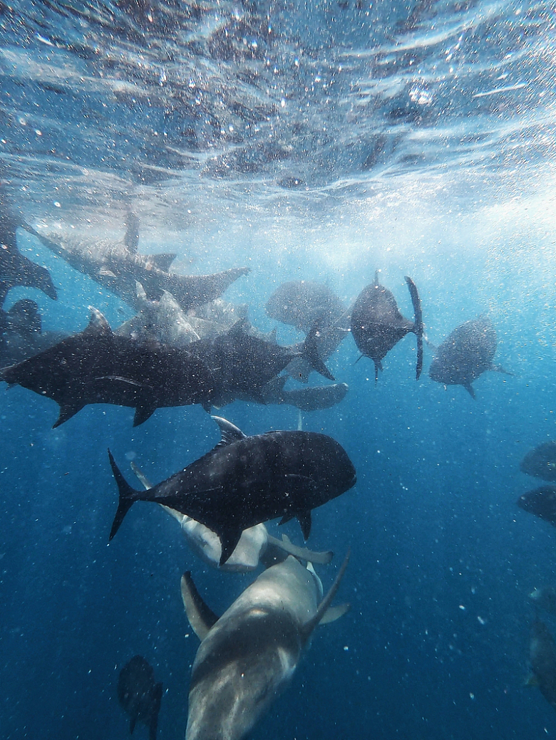 海底世界鲨鱼