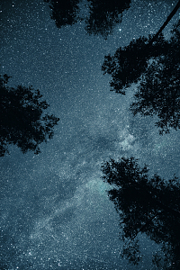 夜晚树木星空