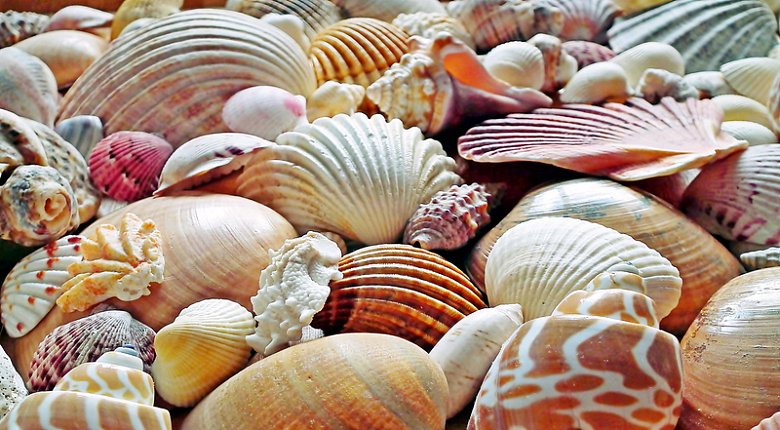 海螺贝壳素材