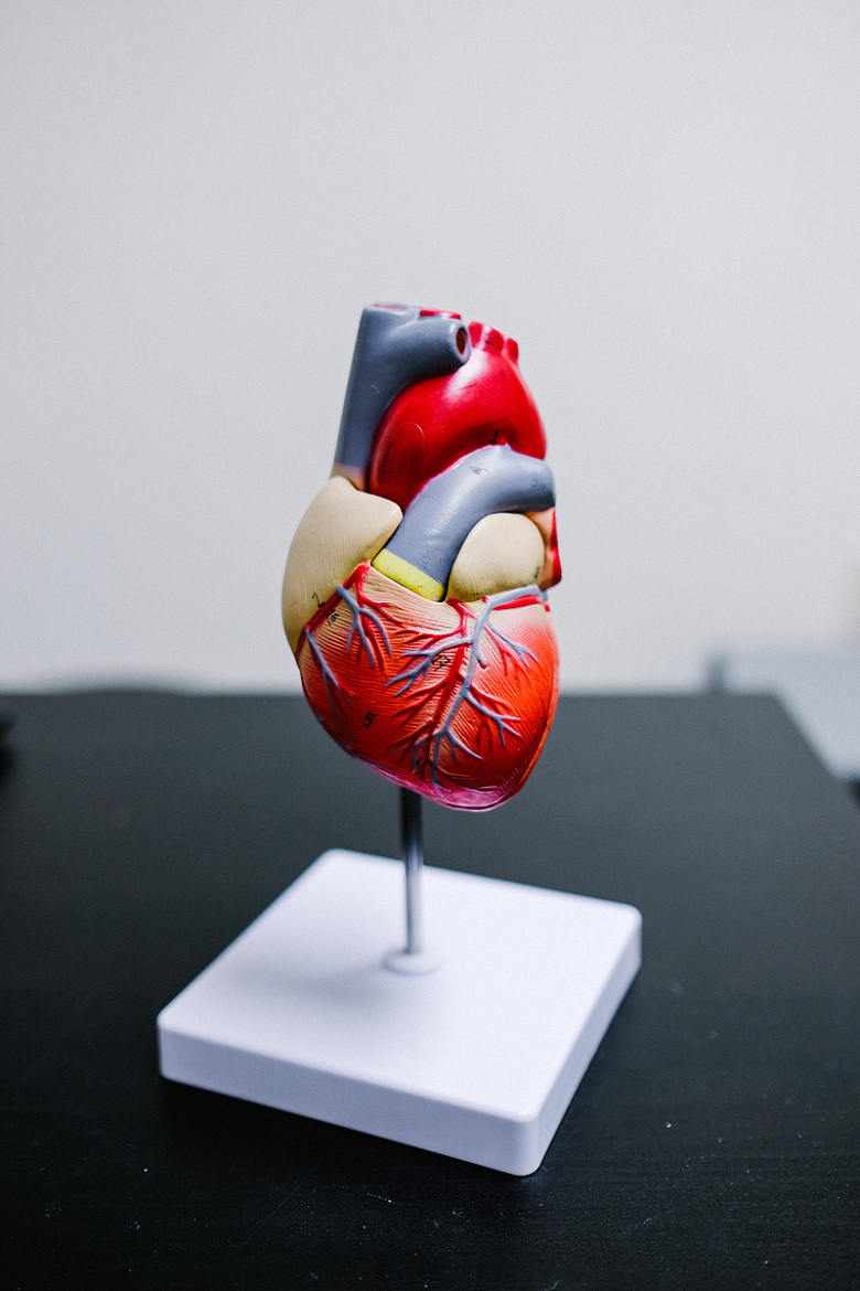 心脏3D模型