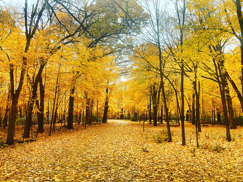 秋天金色树林风景