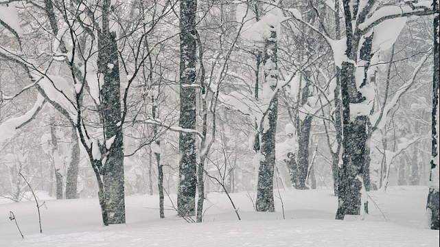 冬季树林唯美意境雪景