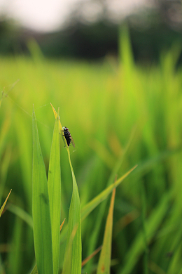 绿色稻田禾苗微距特写摄影