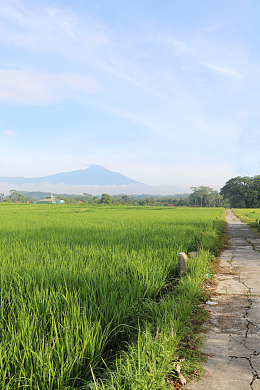 乡村田园绿色稻田禾苗