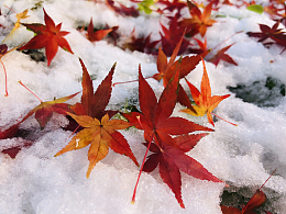 白色雪地红枫叶