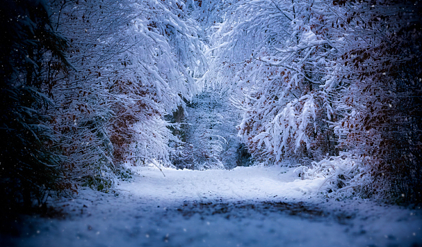 唯美冬季树林降雪