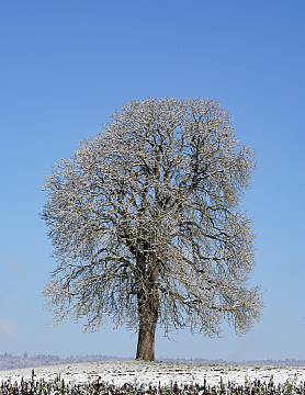 冬季旷野雪树银花