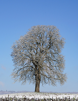 冬季旷野雪树银花