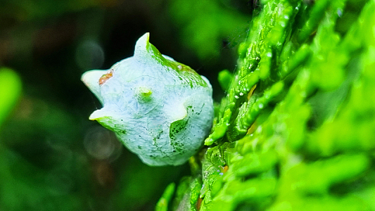 新鲜柏树果