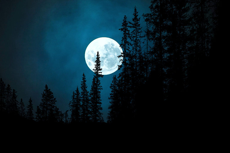森林月圆之夜
