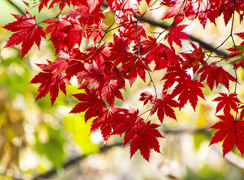 秋天香山红叶