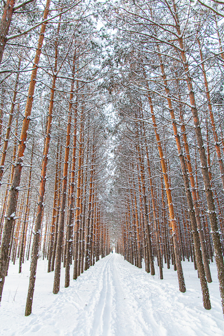 冬季唯美柏树林