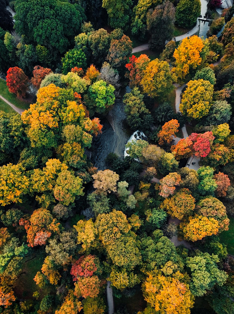 秋季五彩斑斓树林风景