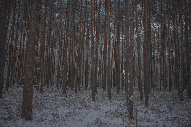 冬天森林里的细树干