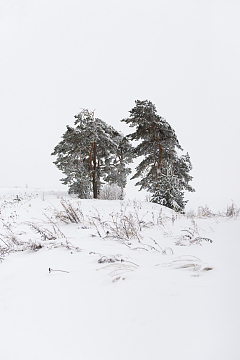 冬季雪地雪松