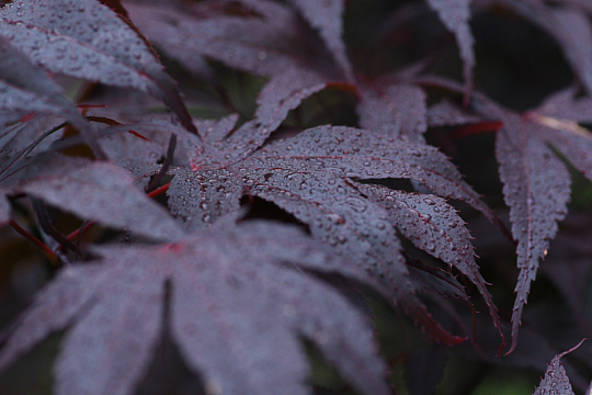 雨后紫色嫩枫叶