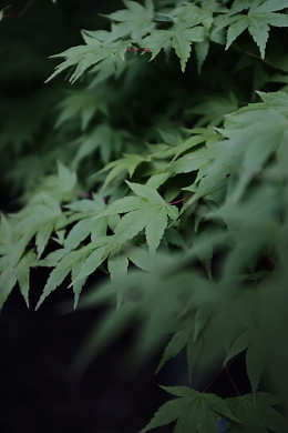 绿色枫树叶子