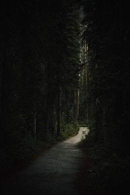 幽静林间小路风景