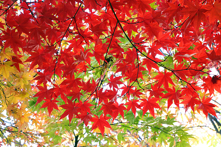 红枫叶树风景高清