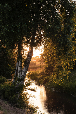 夕阳余晖树林风景