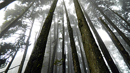 山野树林树木